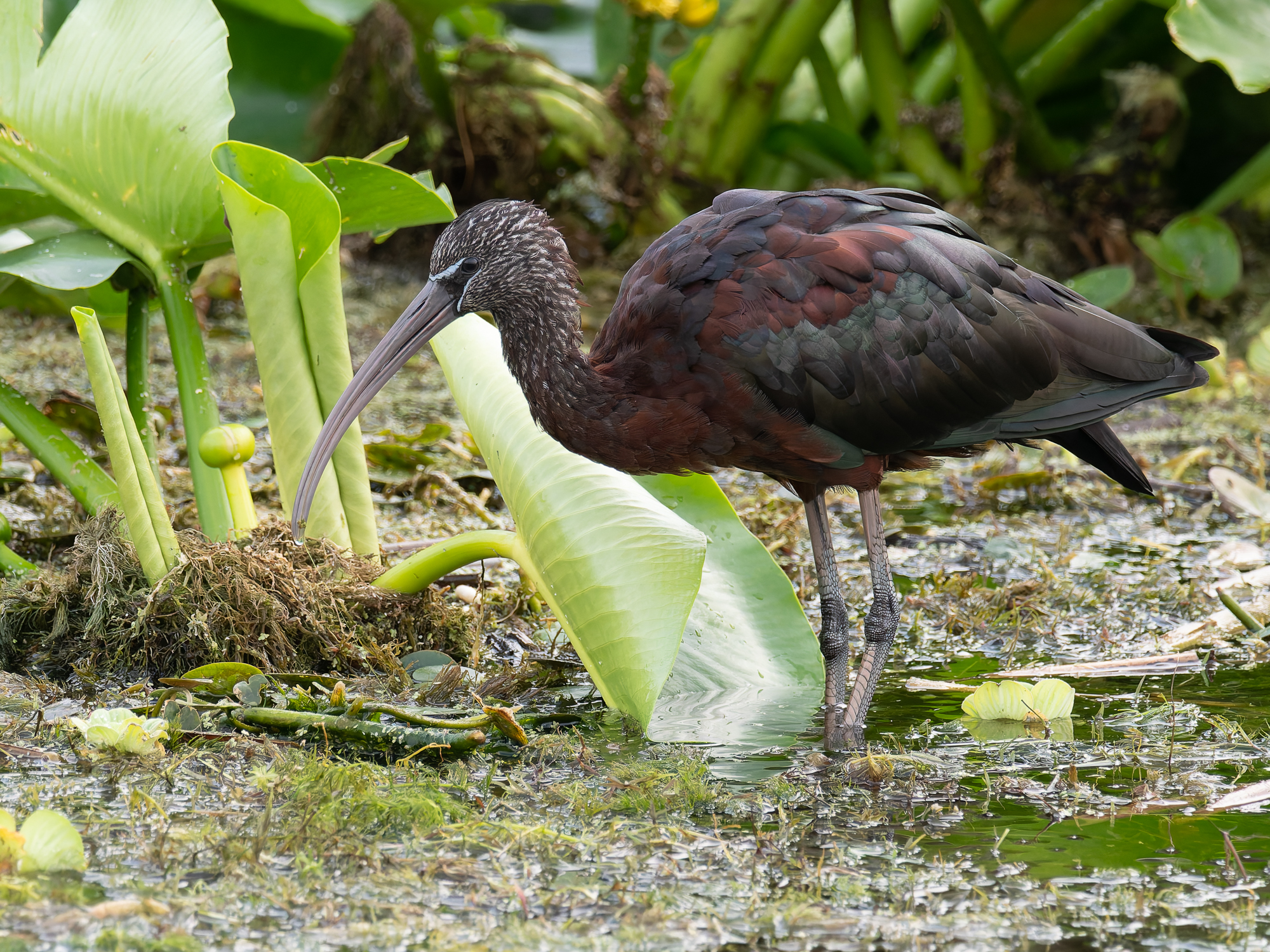 Zwarte ibis (Plegadis falcinellus)